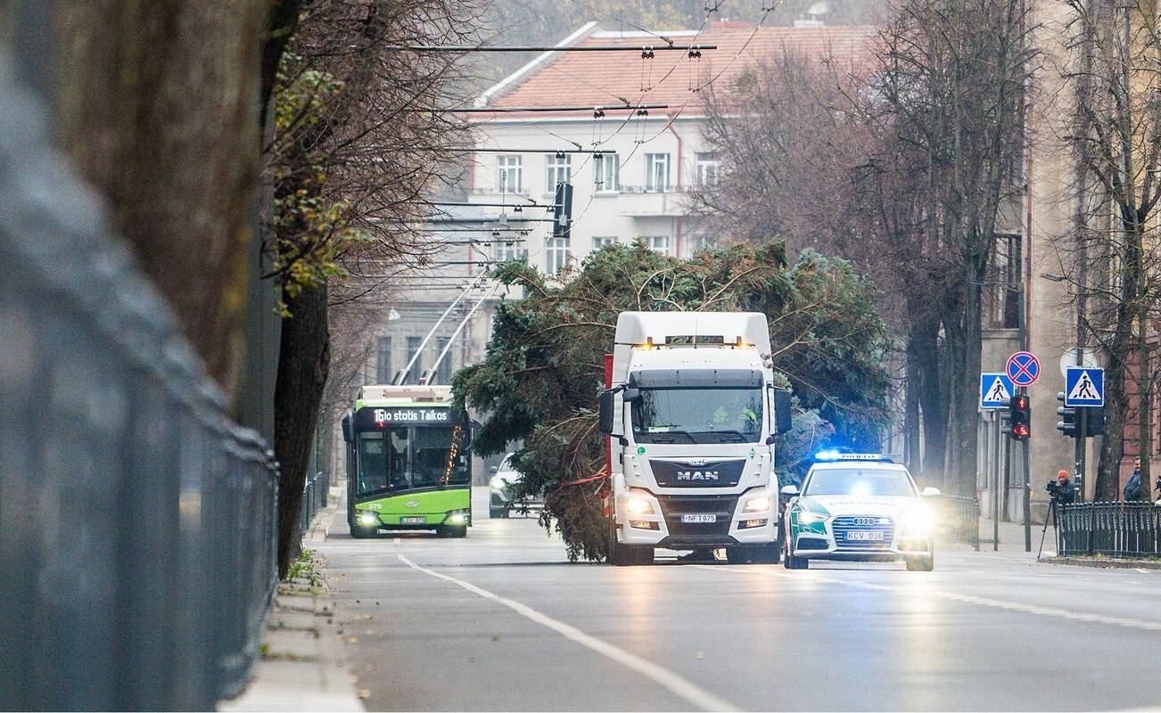 Kauno gatvėmis bus vežama Kalėdų eglutė: įspėja apie eismo ribojimus