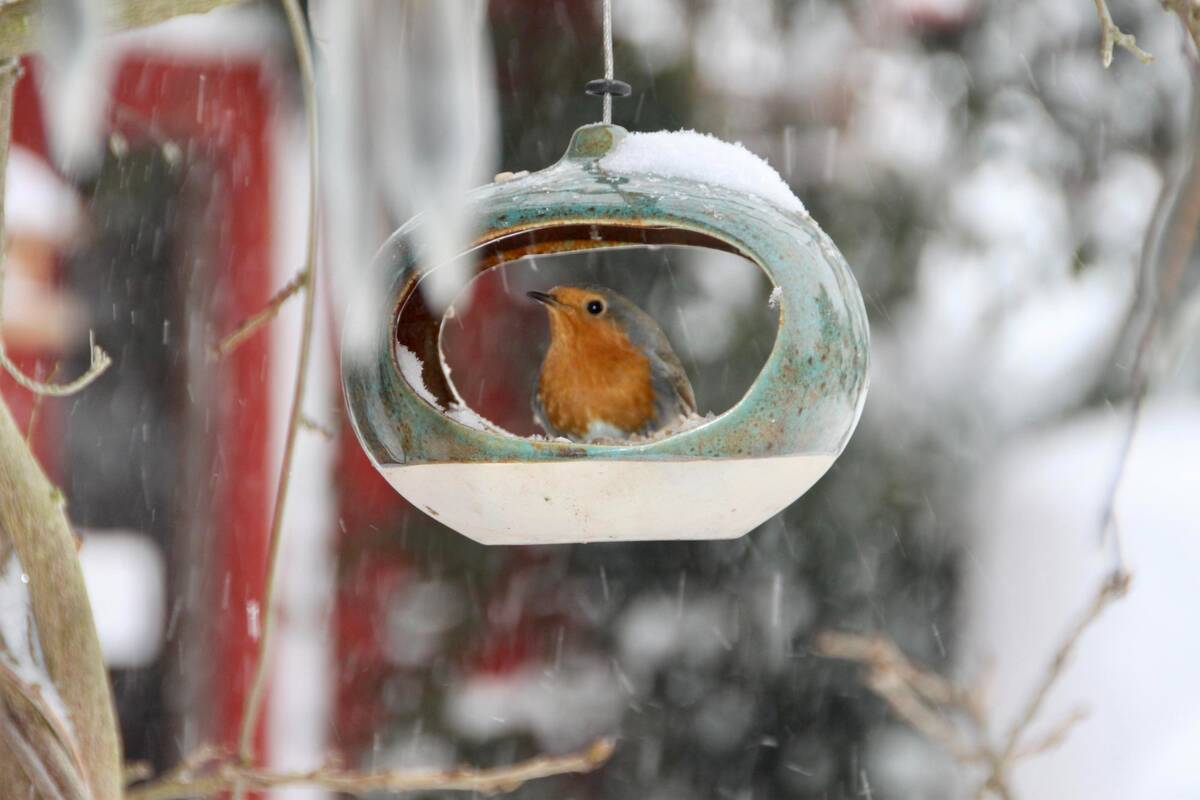 Atsakomybė: laukinius paukščius pradėkite lesinti tik tuomet, kai esate pasirengę tai daryti reguliariai ir visą žiemą, nes staiga netekę nuolatinio lesalo sparnuočiai gali neišgyventi.