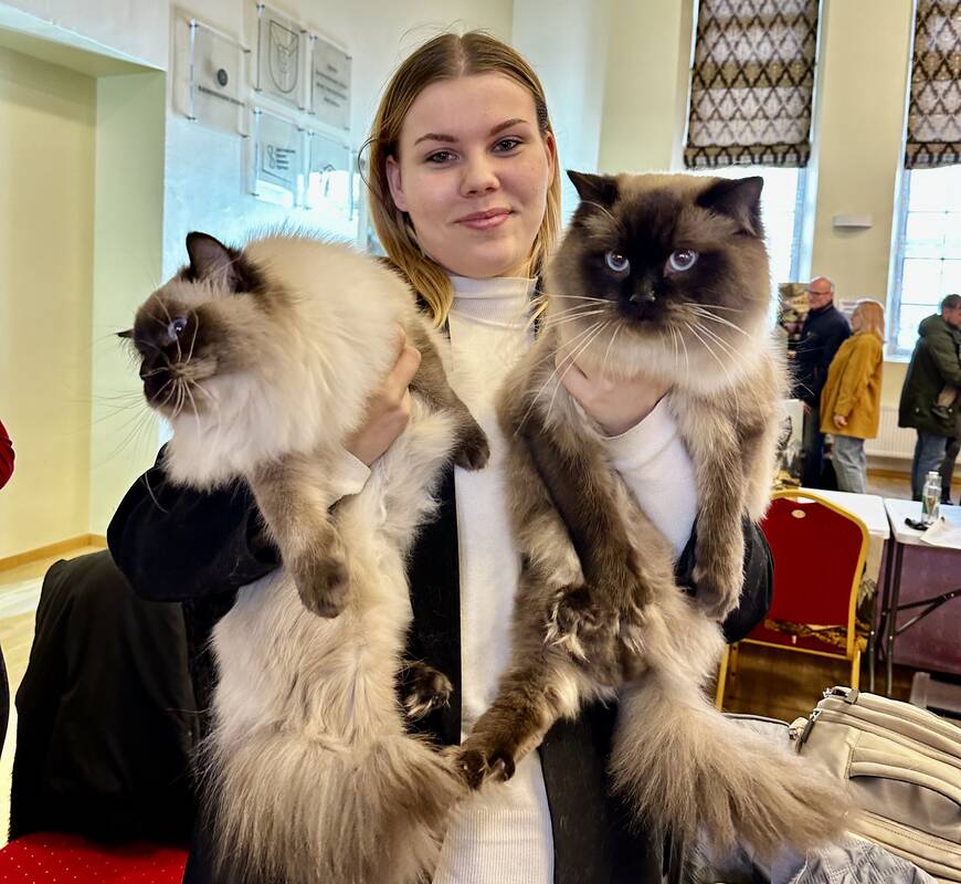 Žydrynė: augintoja iš Latvijos tikino, kad ją labiausiai patraukė mėlynos ragdolų akys.