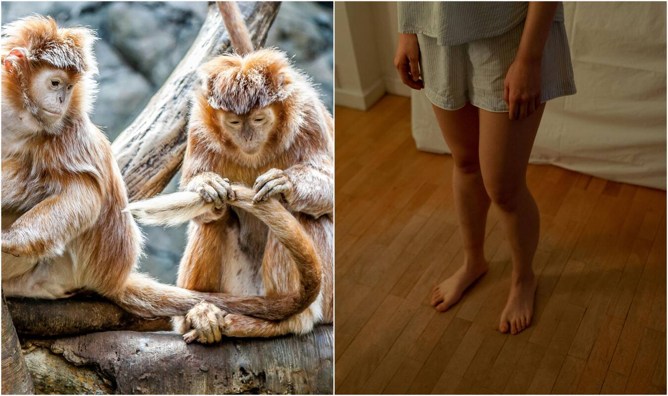 Kodėl žmonės neturi uodegų: kas jas pavogė ir ką gavome mainais?