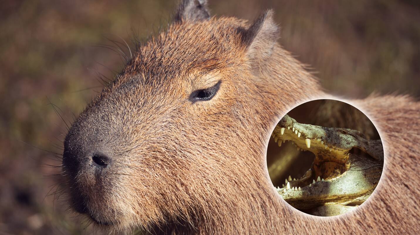 Kodėl krokodilai retai puola kapibaras: įvardyta stebinanti priežastis