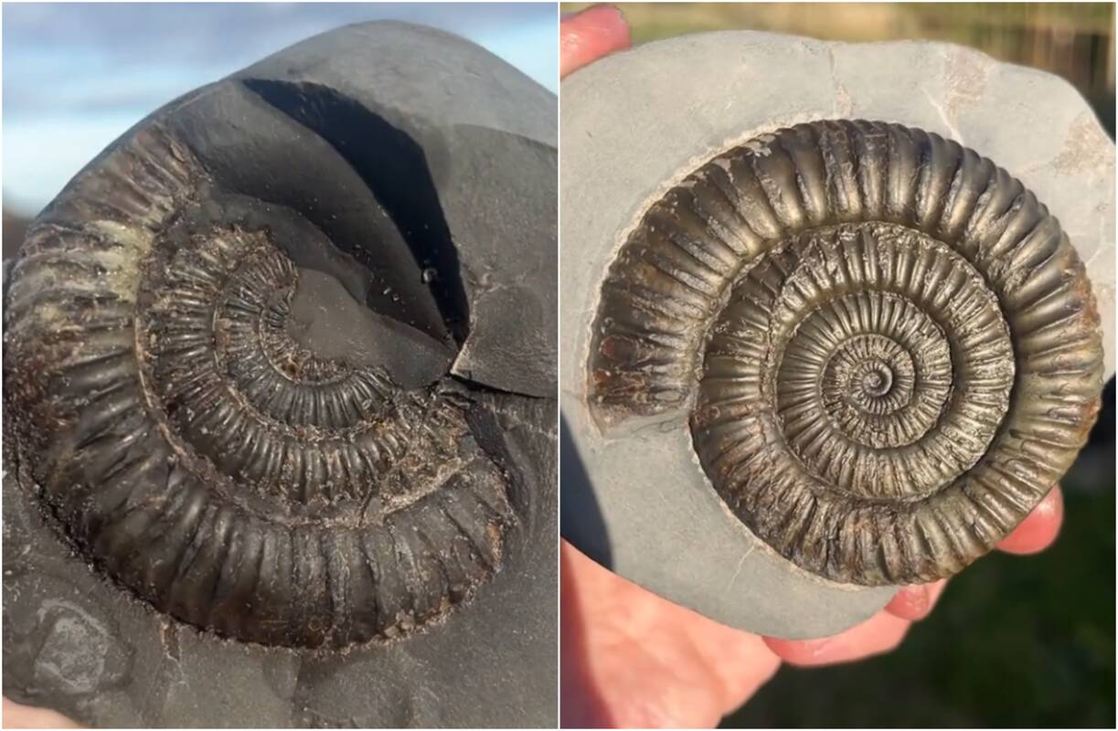 Paplūdimyje britas suskaldė akmenį ir aiktelėjo: aptiko 180 mln. metų senumo fosiliją