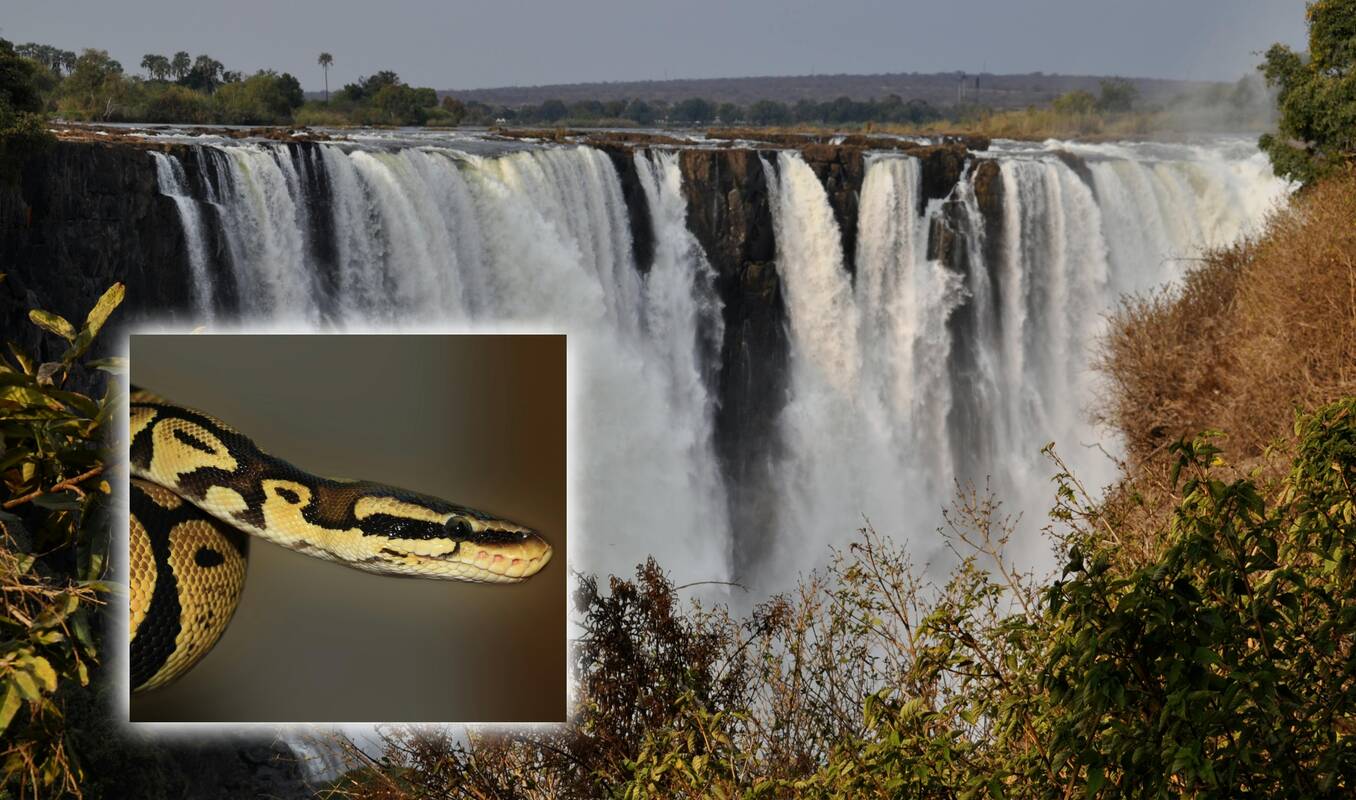 Netikėtas svečias kadre: turistės vaizdo įrašas prie krioklio sukėlė sensaciją internete