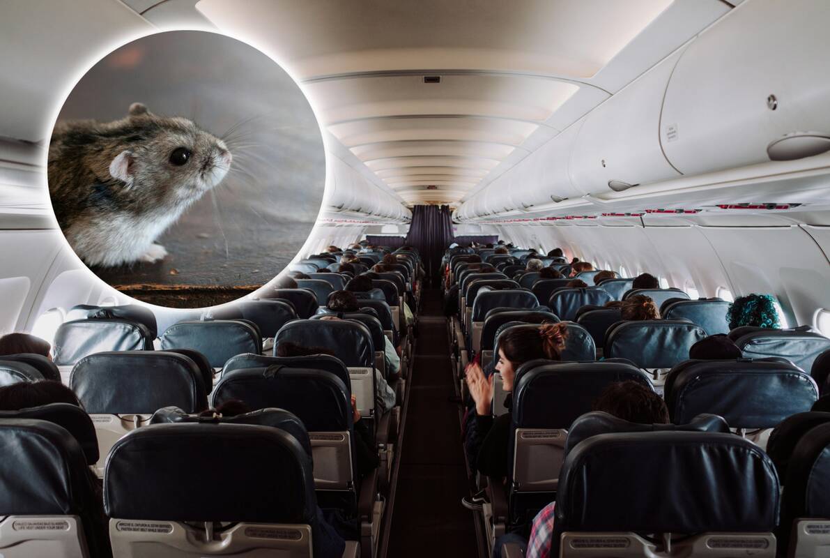 Žiurkėnas vos nesutrikdė skrydžio: keleiviai dvi valandas laukė lėktuvo pakilimo