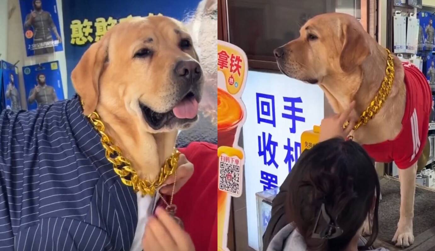 Internautus nustebino šuo vadybininkas