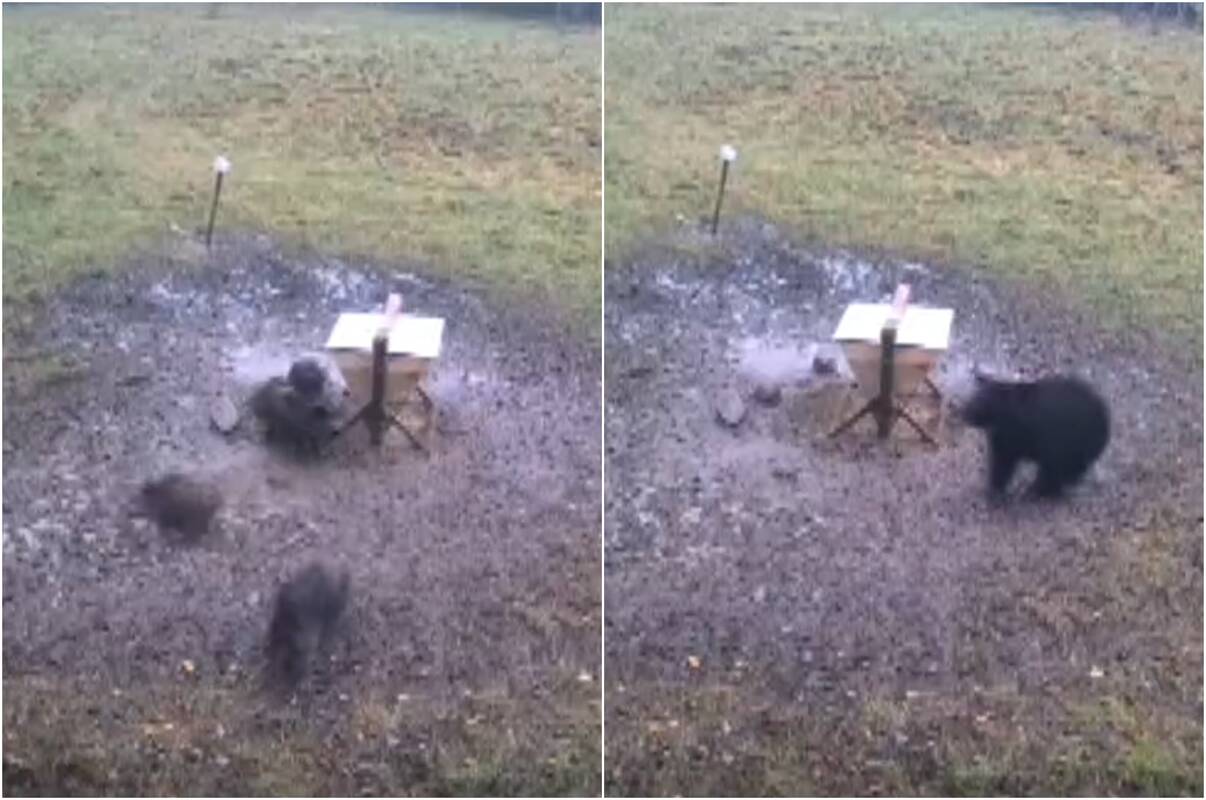 Nufilmuota, kaip meška išvaikė šernus