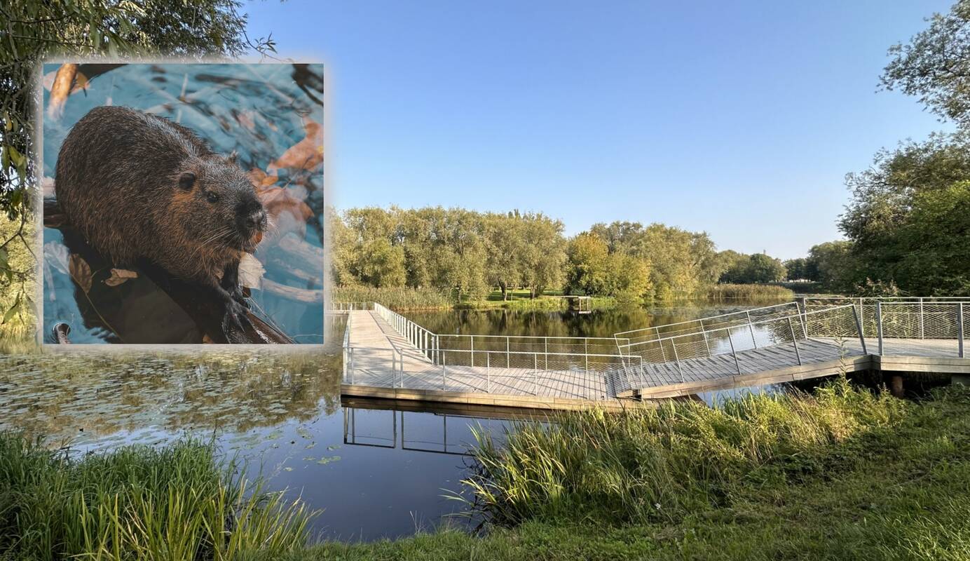 Bebrai puola medžius: Klaipėda reaguoja naujomis apsaugos priemonėmis