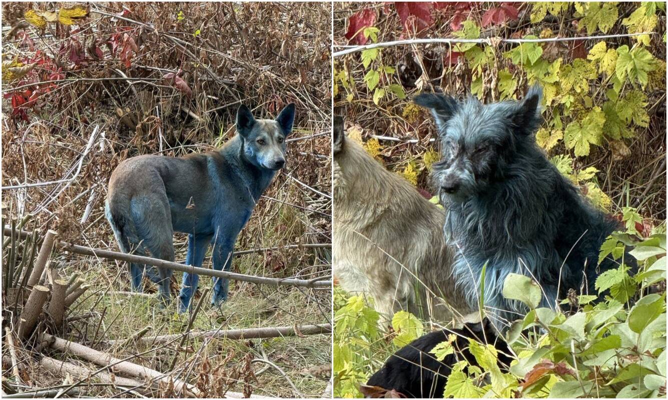 Įvykis: Černobylio apylinkėse pastebėti mažiausiai trys mėlyni šunys, spėjama, kad jie išsivoliojo be priežiūros paliktoje medžiagoje, išsiliejusioje iš lauko tualeto.