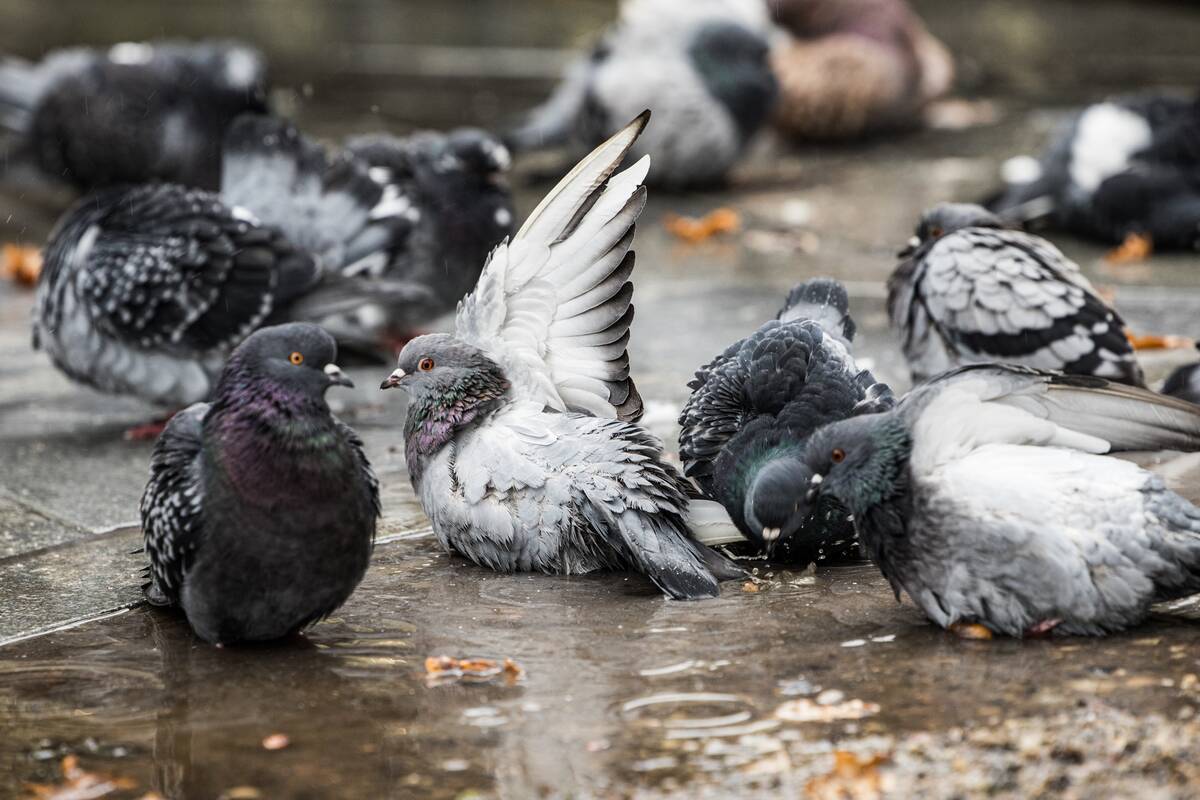 Dienos horoskopas 12 Zodiako ženklų (lapkričio 4 d.)