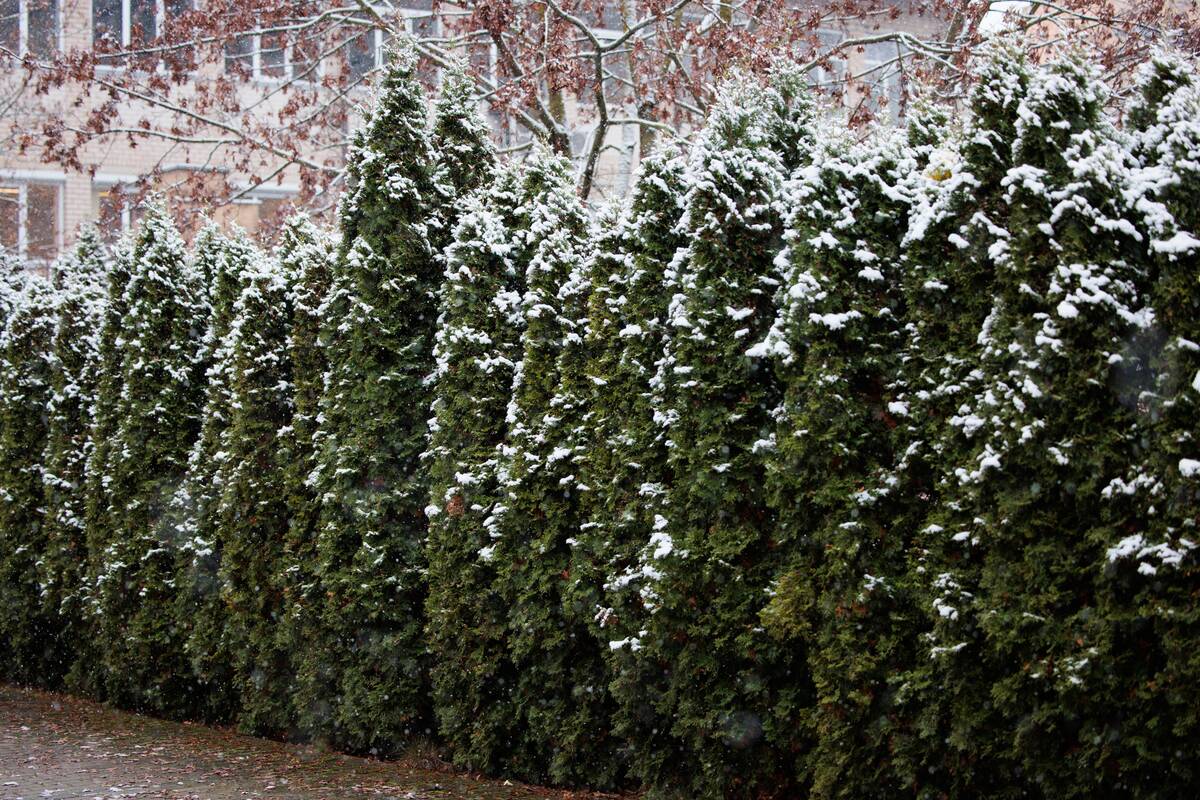 Kaune sniego skraistė