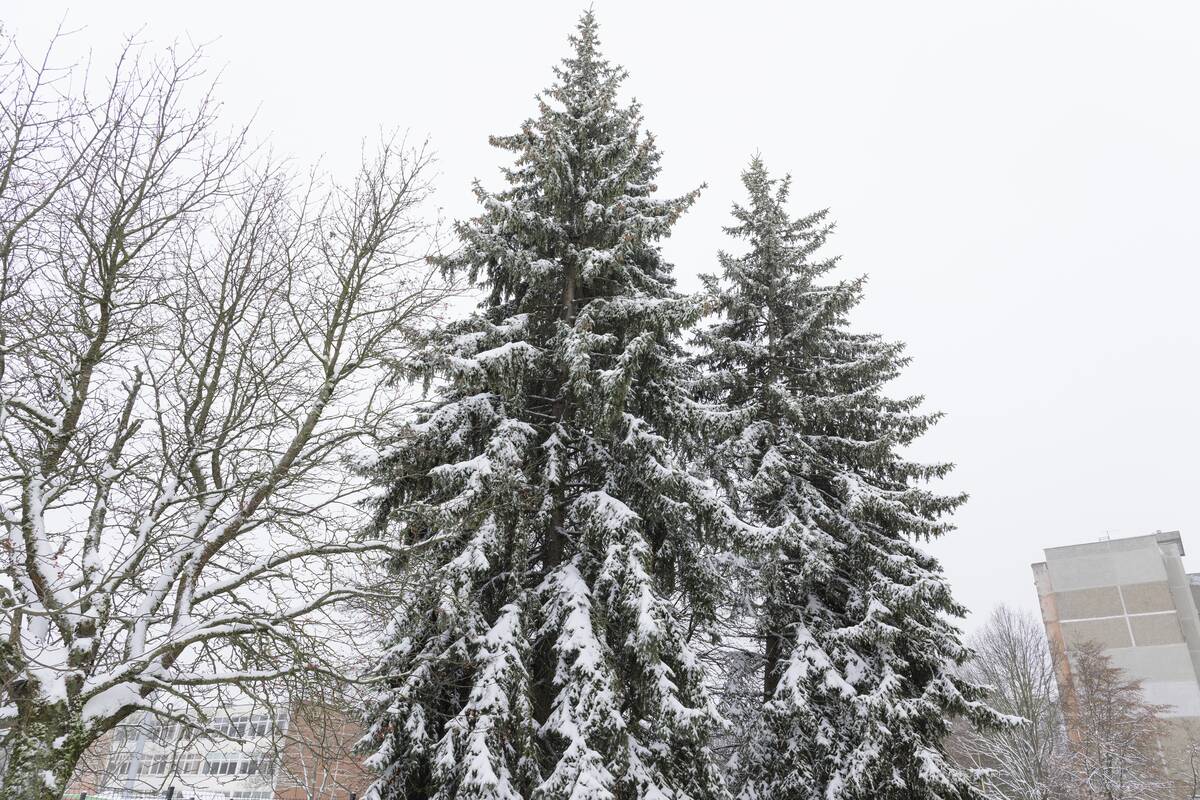 Sniegu nuklotas Kaunas