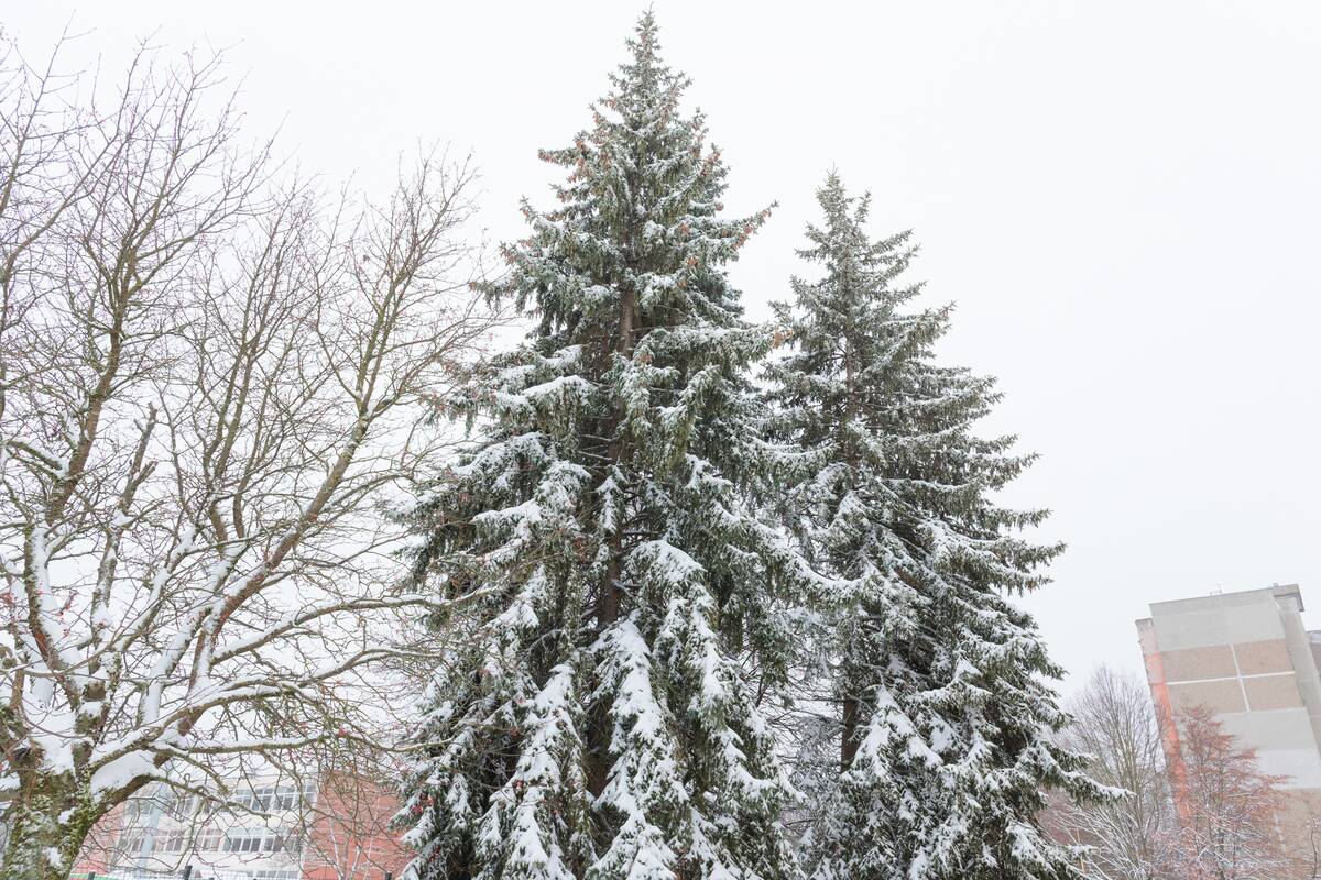 Sniegu nuklotas Kaunas