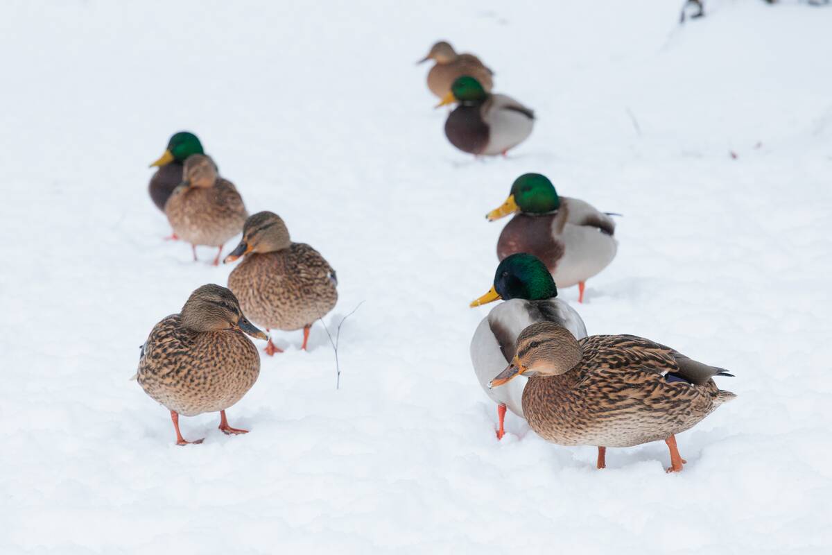 Sniegu nuklotas Kaunas
