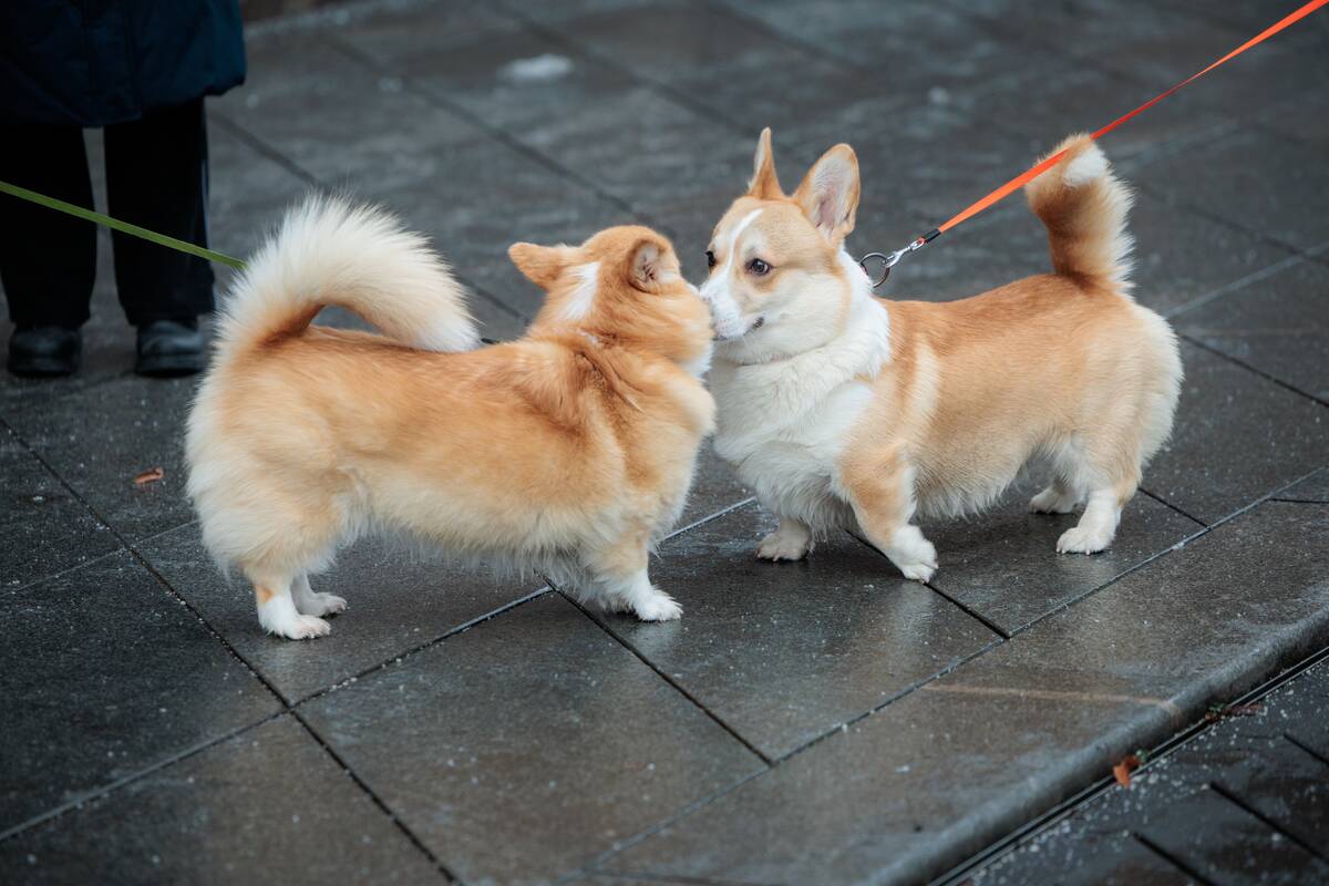 Kauniečių diena (2025-11-28)