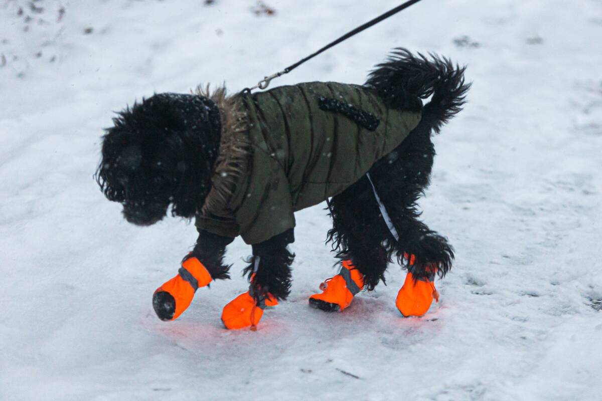 Sinoptikai apie sniegą: tai jau aišku