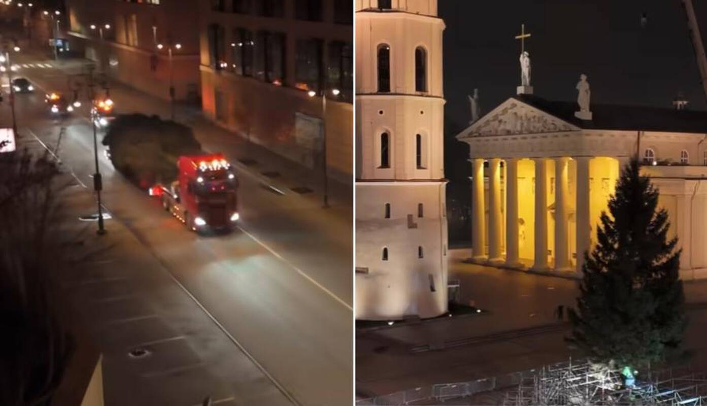 Nufilmuota: štai kaip gyva eglė atkeliavo į Vilniaus centrą