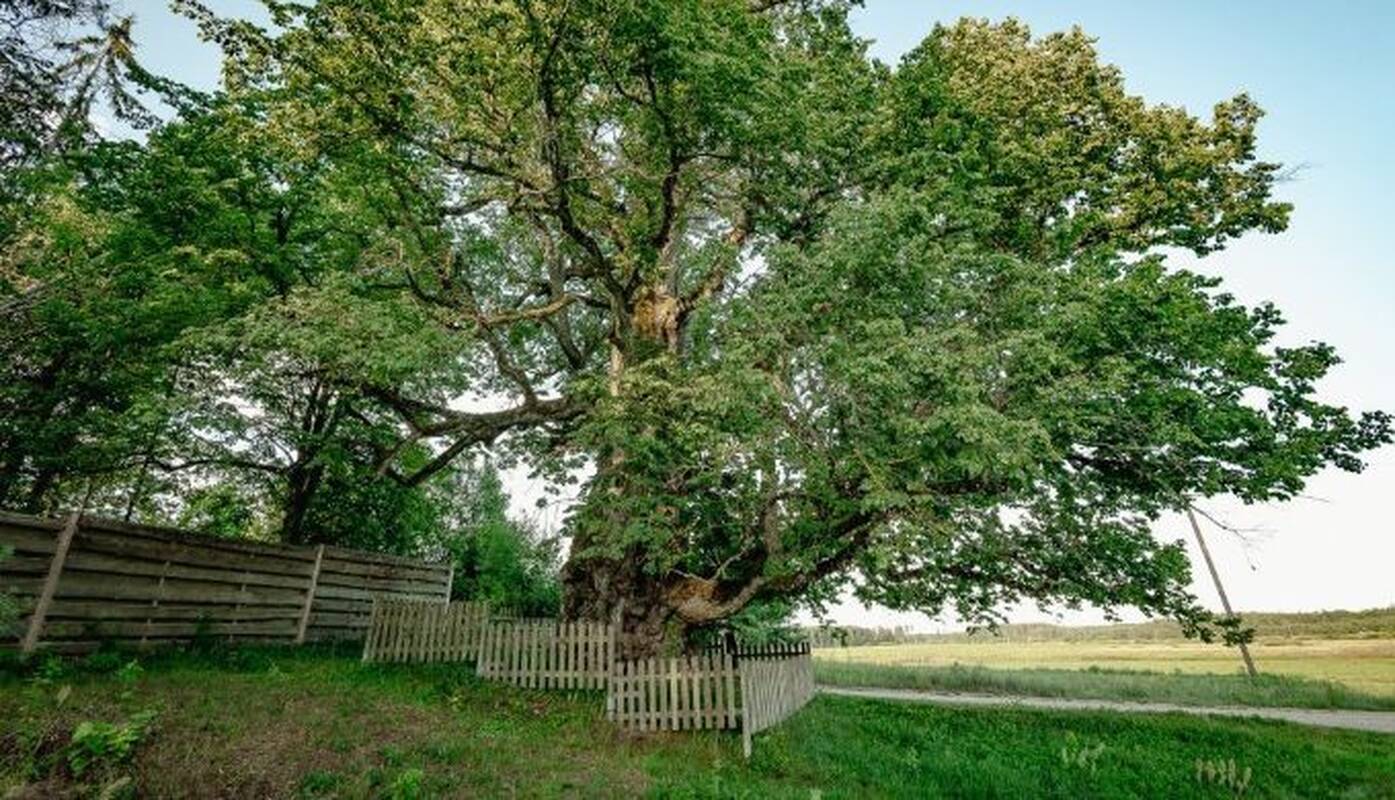Pripažinimas: Braziūkų kaime auganti liepa Motinėlė konkurse pelnė antrą vietą.