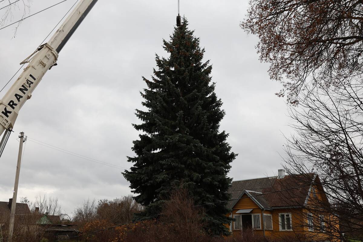 Kauno Kalėdų eglės pjovimas