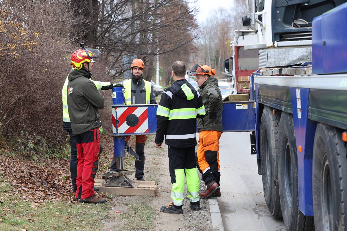 Kauno Kalėdų eglės pjovimas