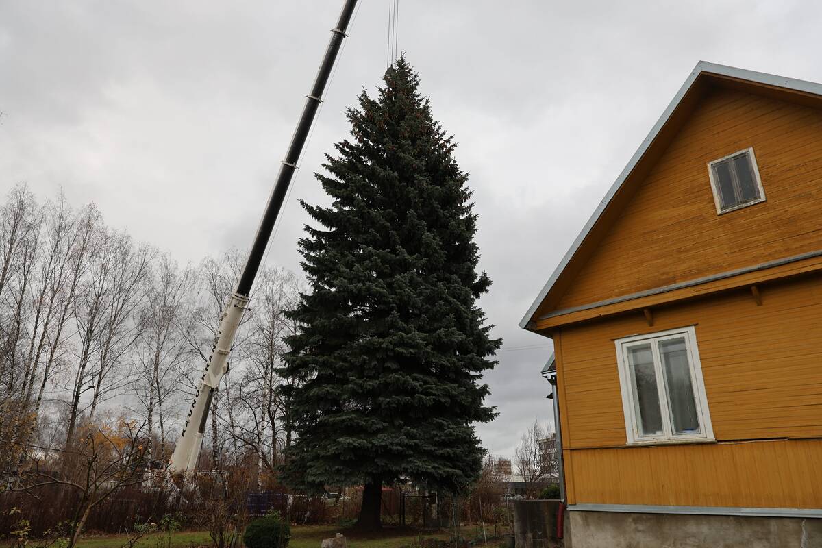 Kauno Kalėdų eglės pjovimas