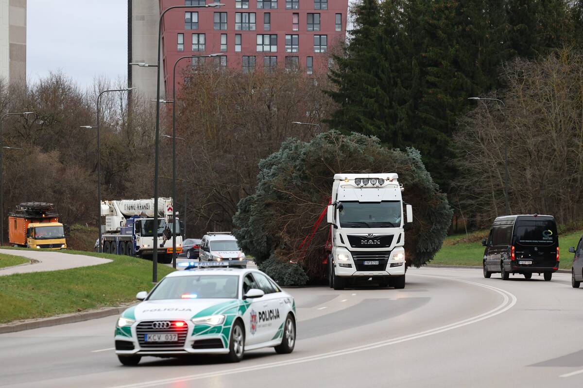 Kauno Kalėdų eglės kelionė po miestą