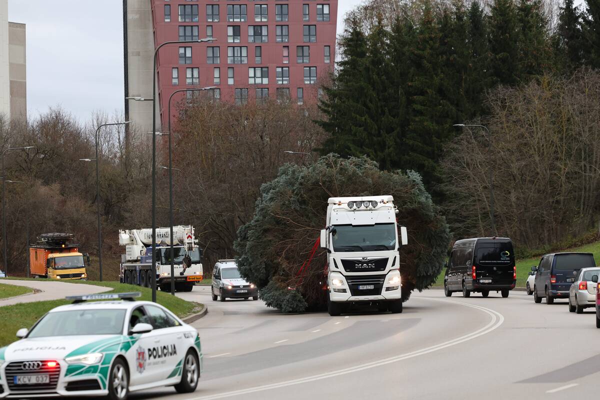 Kauno Kalėdų eglės kelionė po miestą