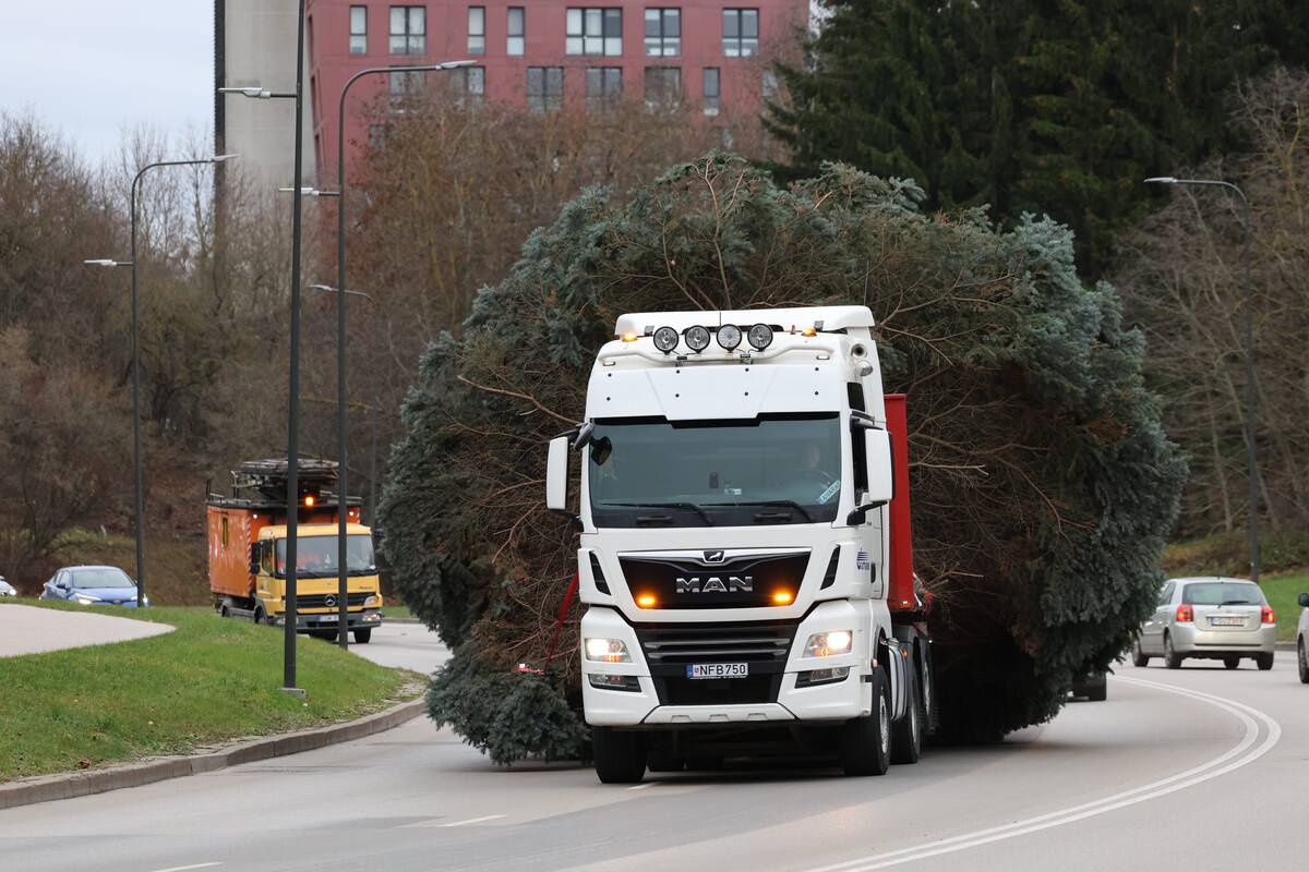 Kauno Kalėdų eglės kelionė po miestą