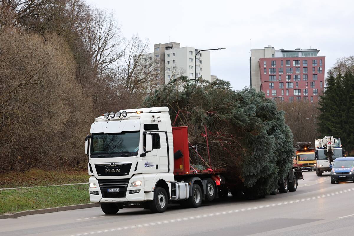 Kauno Kalėdų eglės kelionė po miestą