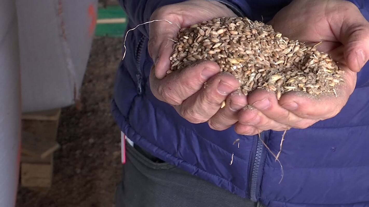 Dalis ūkininkų ėmė deginti grūdus 