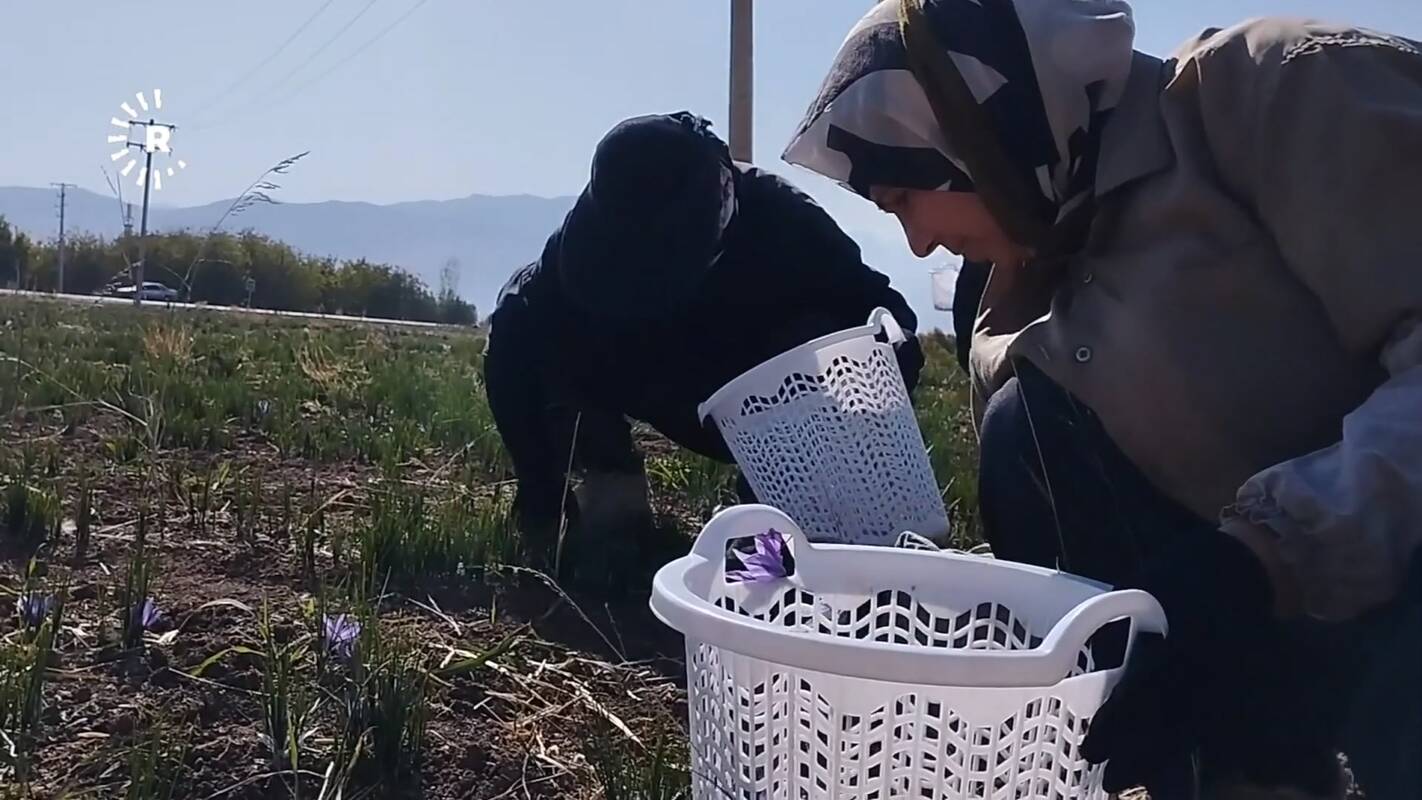 Lietuvoje pavasarį žydinčios gėlės neša milijonus