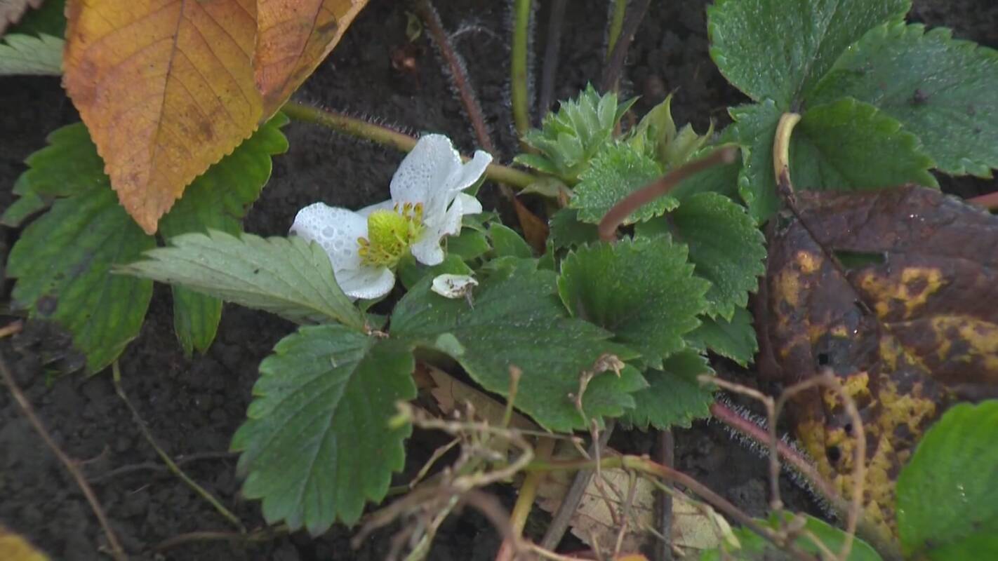 Gamta supainiojo metų laikus