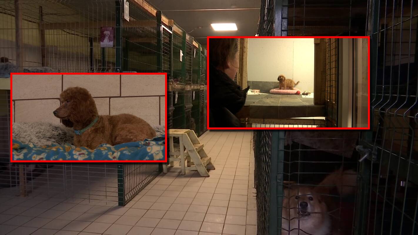 Apleistame name – ligoti ir ekskrementais aplipę šunys: norėjome žiaugčioti