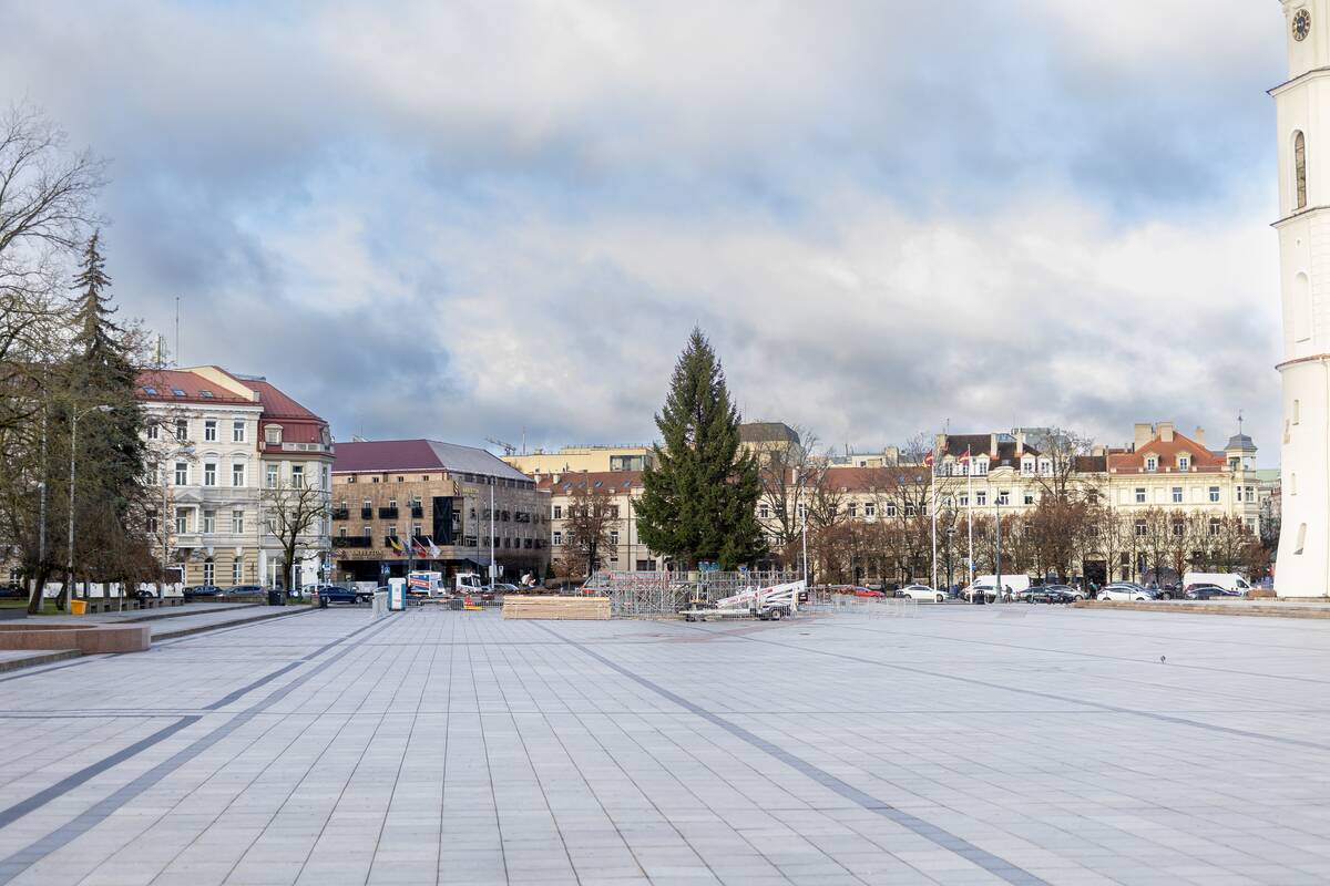 Vilniaus Kalėdų eglė jau Katedros aikštėje