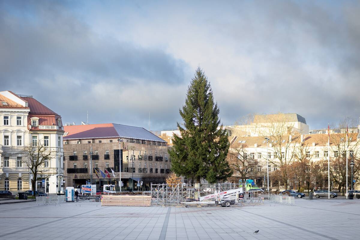 Vilniaus Kalėdų eglė jau Katedros aikštėje
