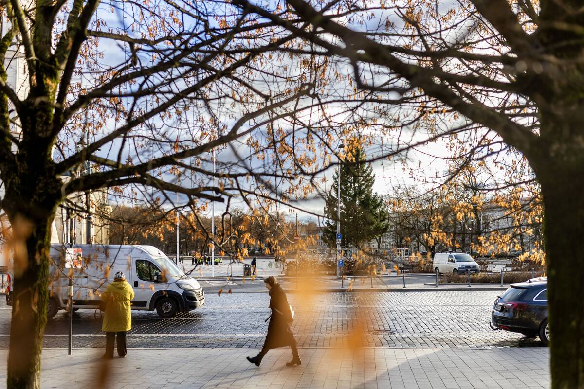 Vilniaus Kalėdų eglė jau Katedros aikštėje