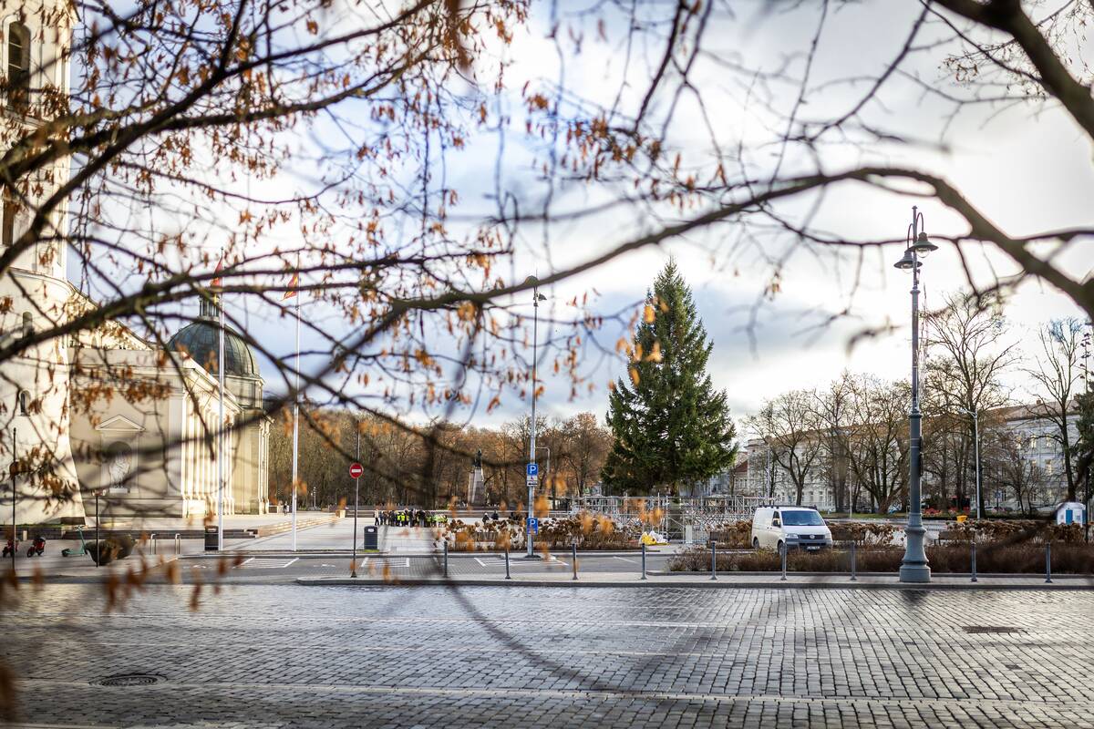 Vilniaus Kalėdų eglė jau Katedros aikštėje