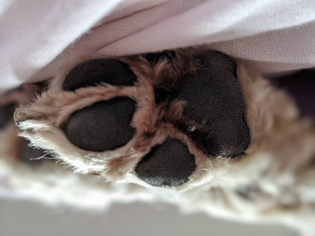 Už žiaurų elgesį su šunimis – draudimas laikyti gyvūnus dešimt metų