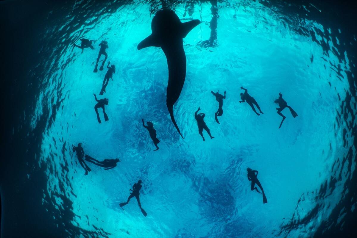 Į saugomų gyvūnų sąrašą įtraukta daugiau nei 70 ryklių ir rajų rūšių