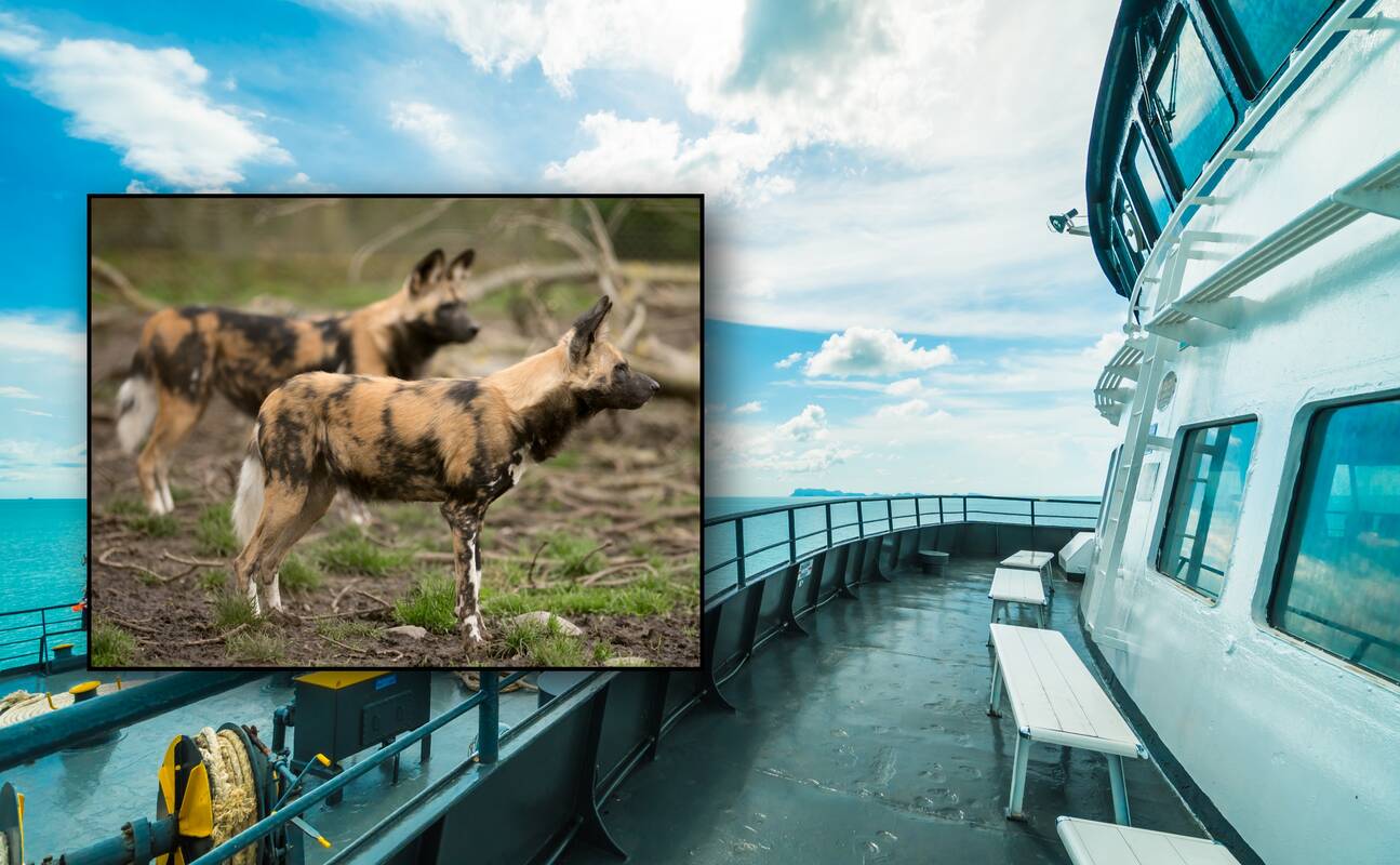 Kelte iš Barselonos į Maljorką žuvo 27 medžiokliniai šunys