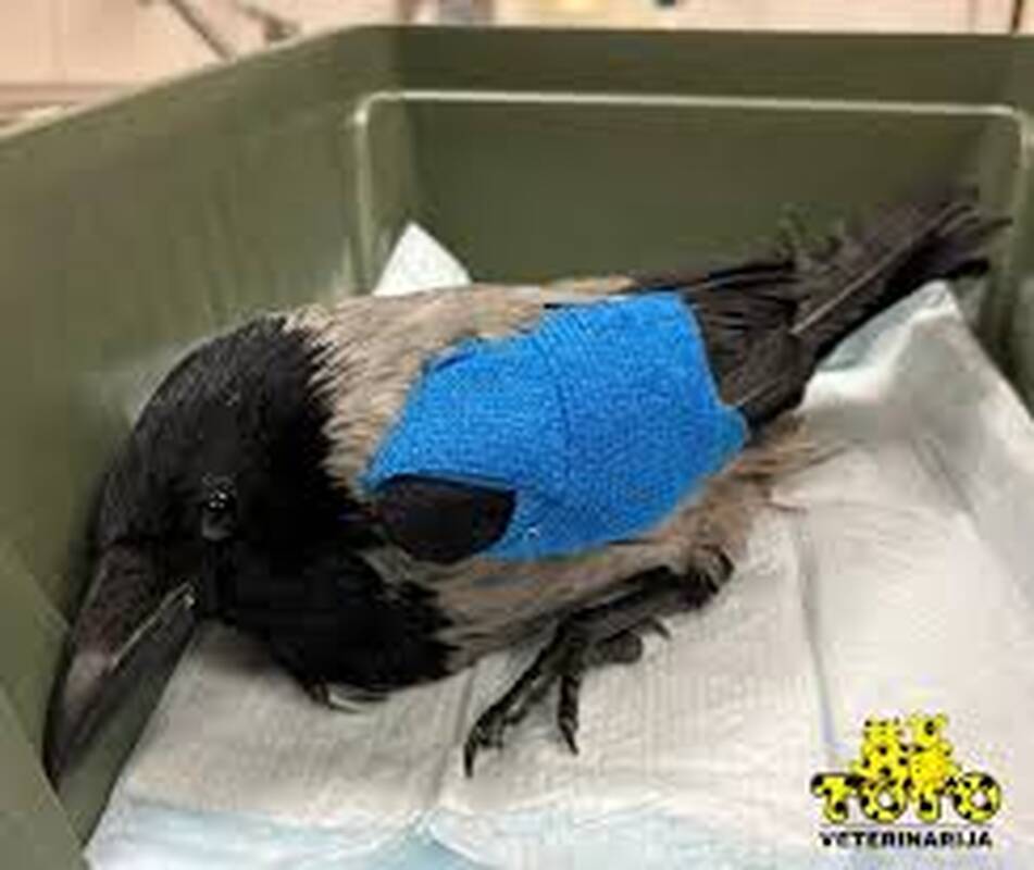 Išpuolis: sveiku protu nesuvokiama, kad varnos karsksėjimas kažkam buvo pretekstas į ją šauti.