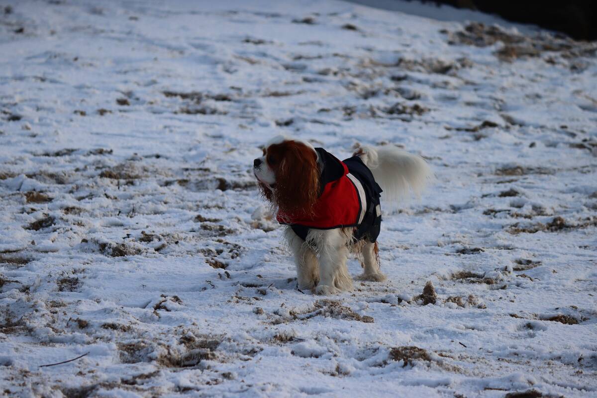 Prognozės: Klaipėdos gyventojų laukia šaltoka savaitė su nedideliais temperatūros svyravimais.