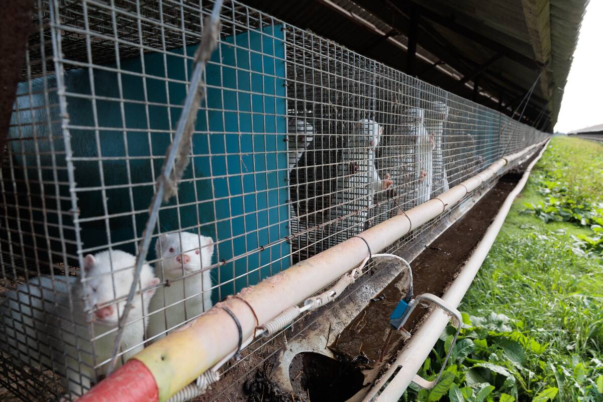 Žingsnis: teismas skyrė ekspertizę, kad būtų įvertinta žala dėl kailinių žvėrelių ūkių naikinimo.