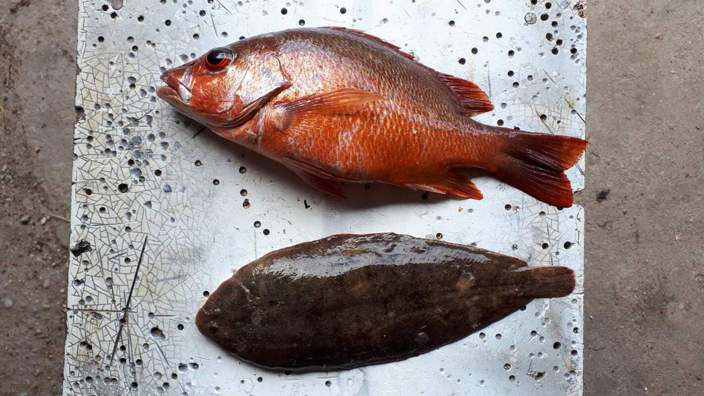 Nuotraukos: mokslininkai tiria iš Ramiojo vandenyno vakarinės pakrantės atklydusį raudonąjį mangrovinį ešerį (viršuje) ir jūrų liežuvį (apačioje).