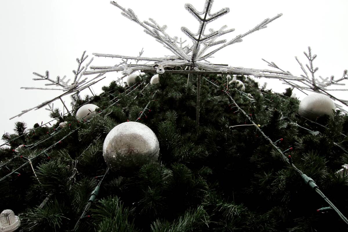 Procesas: jau greitai paaiškės, kuri eglutė papuoš Teatro aikštę.