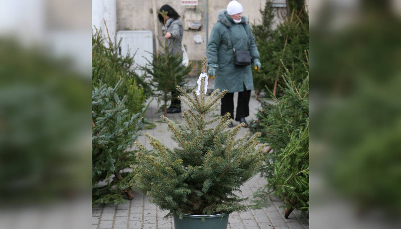 Pasiūla: nors iki Kalėdų dar pusantro mėnesio, klaipėdiečiai jau rezervuoja ir pardavėjų prašo atgabenti į namus kalėdines egles ar kėnius.