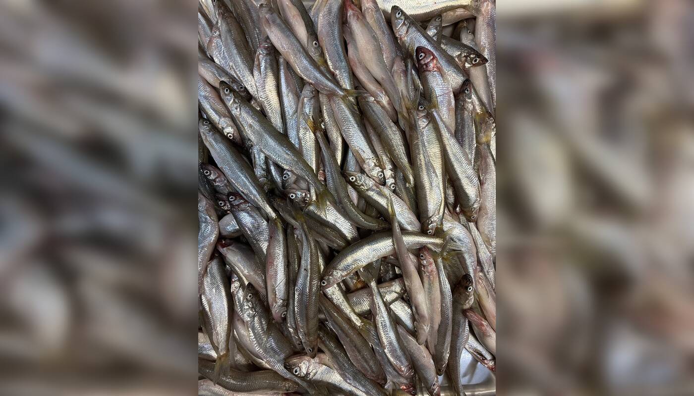 Kvapas: klaipėdiečiai, vos įėję į turgų, jau gali užuosti šviežiais agurkais kvepiančias stintas.