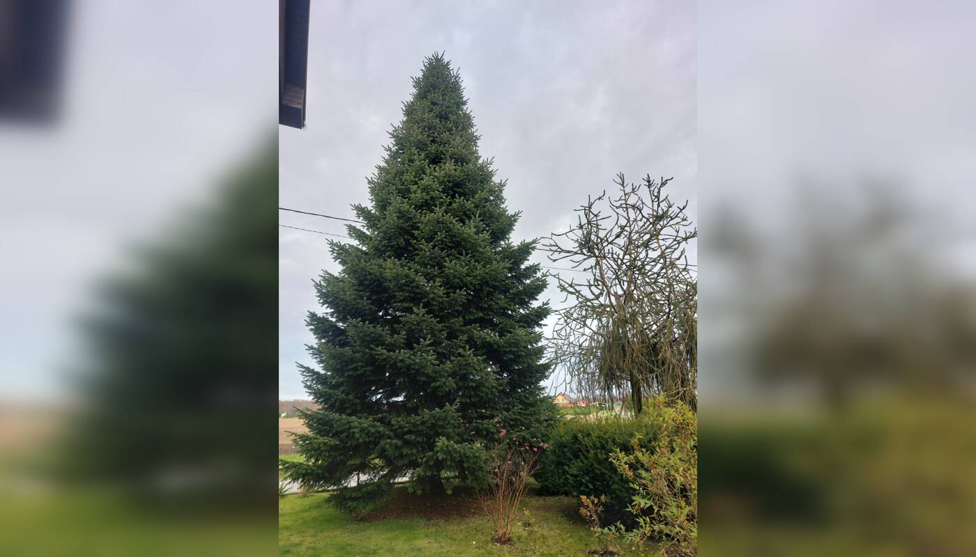 Klaipėdos kalėdinė eglutė 2025 m.