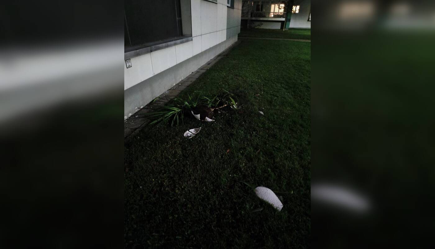 Puošmenos: po kaimyno siautėjimo gyventojai laiptinę puošusias gėles rado išmestas pro langą.