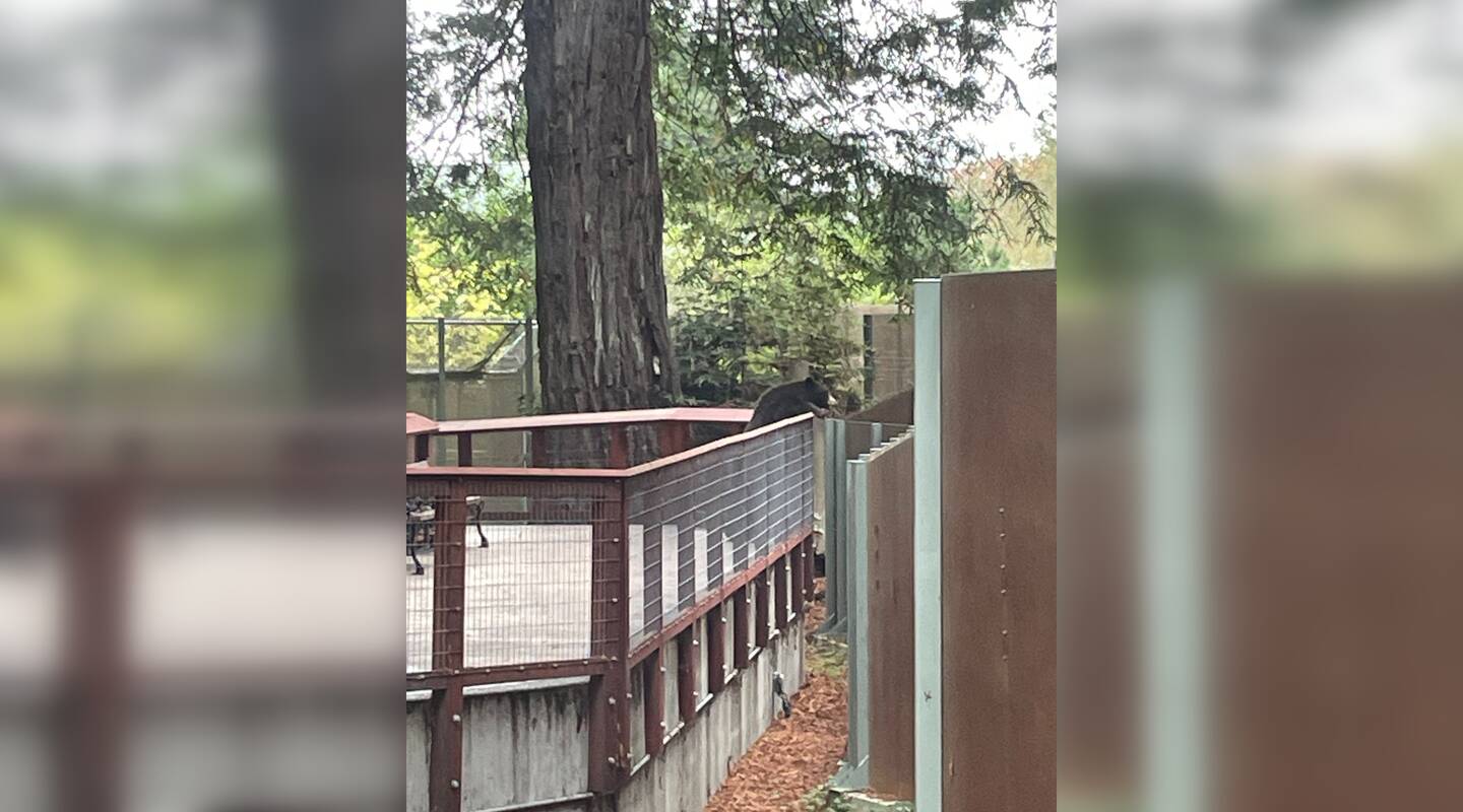 Įvykis: koks buvo laukinio lokio apsilankymo tikslas zoologijos sode, galima tik spėlioti.