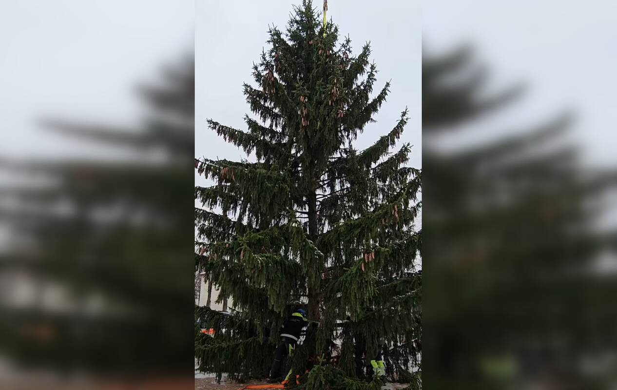 Į Gargždus atkeliavo Kalėdų eglė